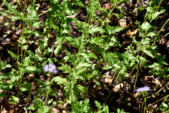 Palmleaf Thoroughwort (Gregg’s Mistflower) has green leaves ovate-deltoid to ovate; palmate, dissected. Conoclinium greggii